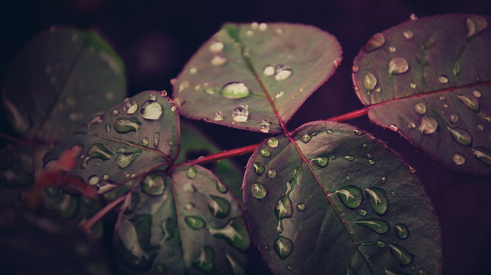 drops, macro, leaves