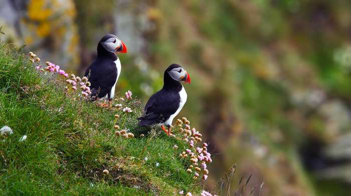 birds, animals