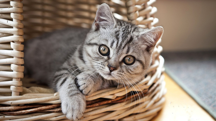 kitten, sight, basket, animals