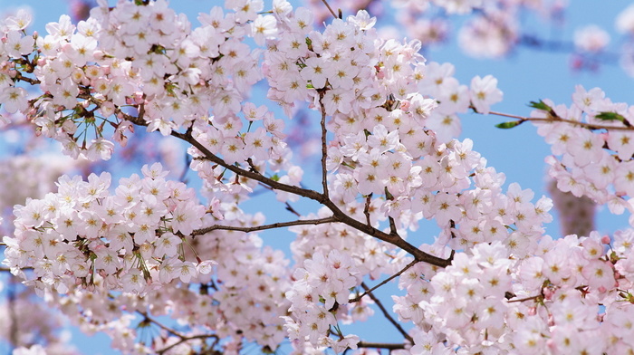 trees, flowers, spring