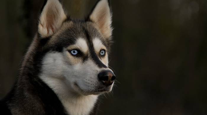 ears, sight, dog, eyes, animals