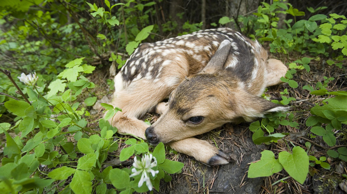 animals