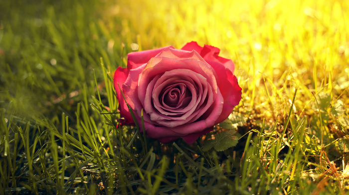 grass, sun rays, Sun, flower, rose, flowers