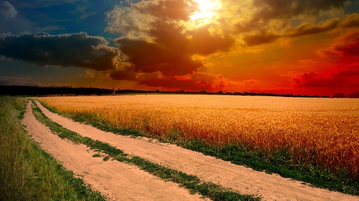 sky, field, grass, nature, sunset, Sun, clouds