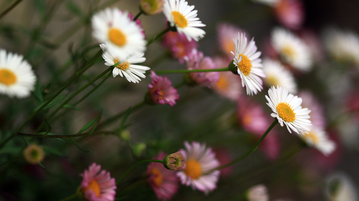 stunner, flowers