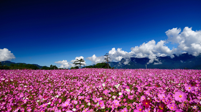 trees, field, nature, flowers, summer