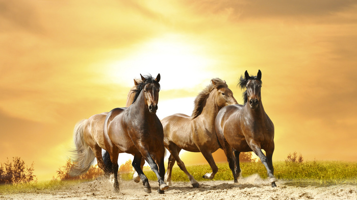 animals, horses, sunset