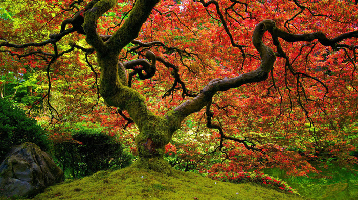 autumn, red, nature