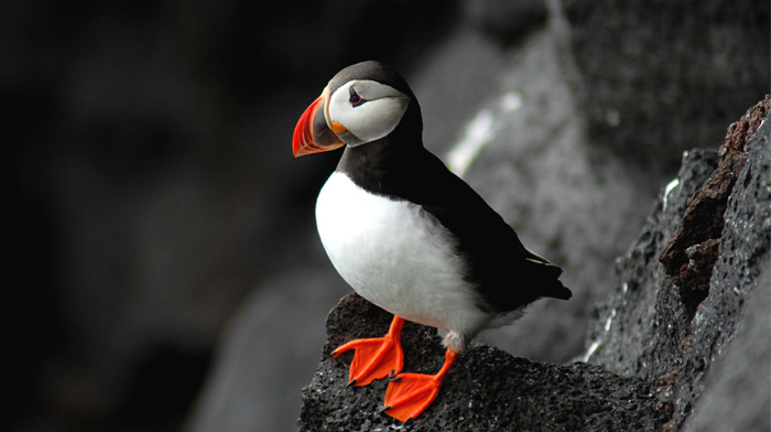 rock, bird, animals