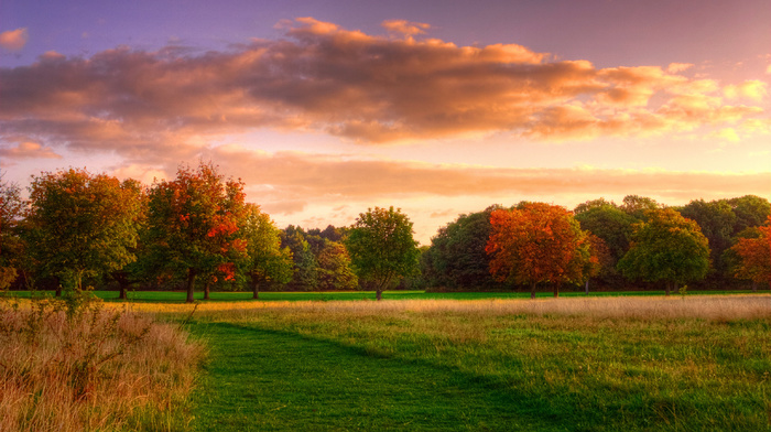 grass, forest, sky, field, nature, autumn, sunrise, trees