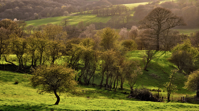 greenery, nature, spring, trees