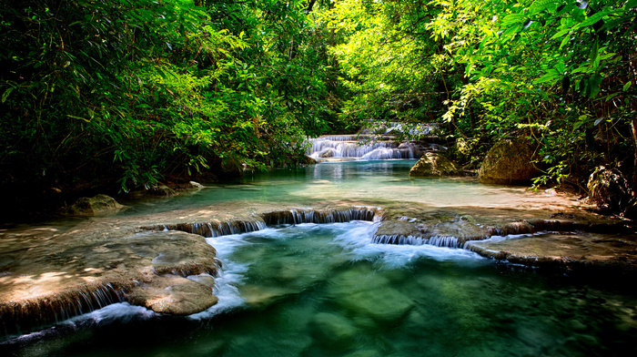 forest, nature, stunner, pond