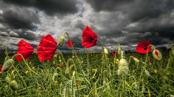 nature, poppies, flowers
