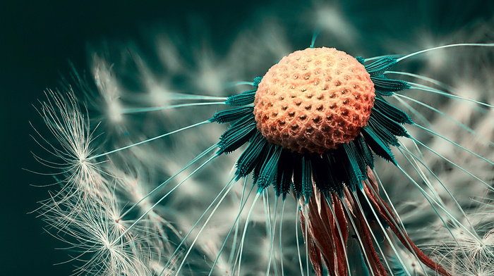 macro