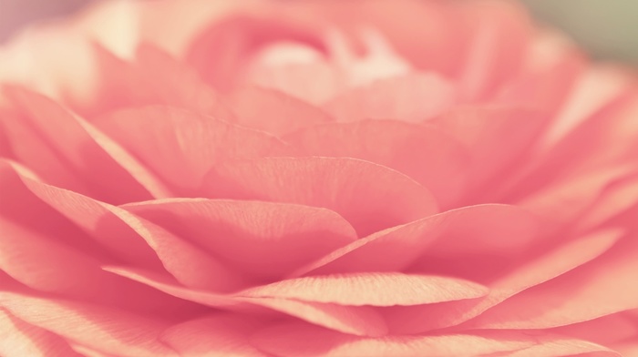 macro, tenderness, flower, pink, petals