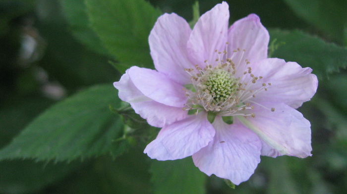 spring, flowers