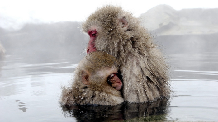 water, animals, nature