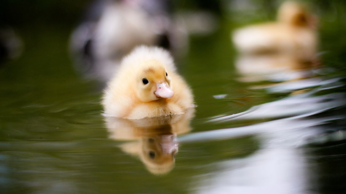 water, animals, nature