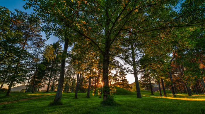 trees, forest, Norway, nature