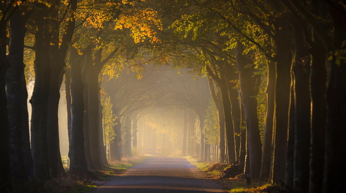 landscape, trees, light, autumn, road