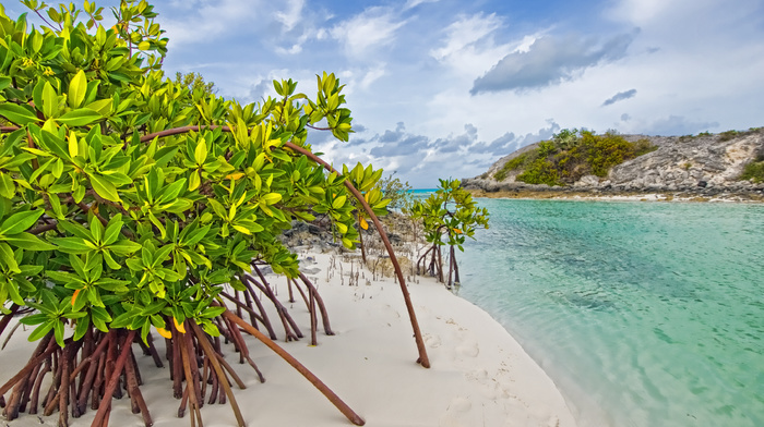 trees, nature, sand