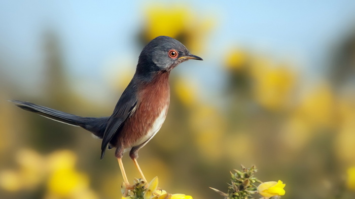 bird, background, animals, nature