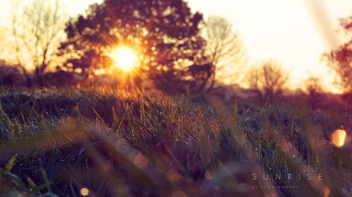 nature, morning, grass, spring, Sun