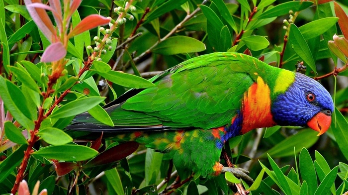 bird, twigs, animals, leaves