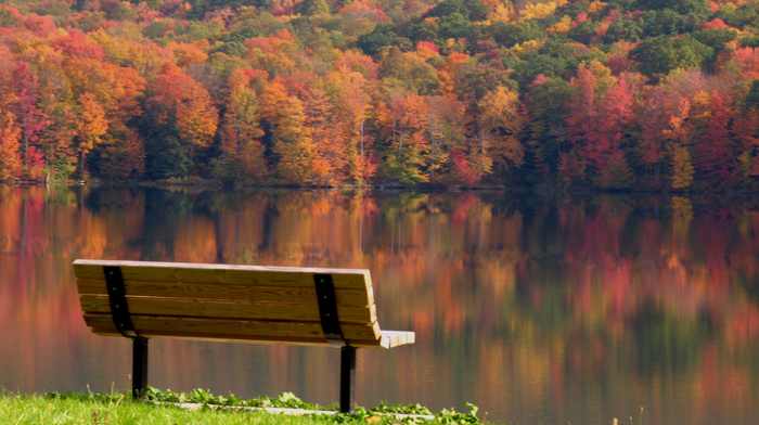 autumn, trees, leaves