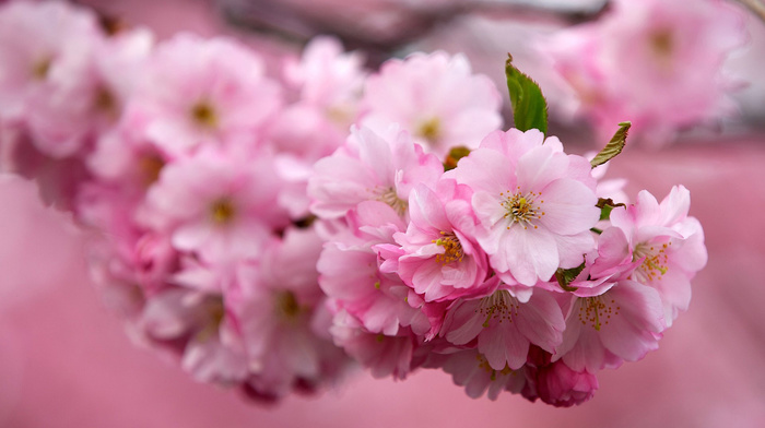 flowers, sakura, cherry, branch