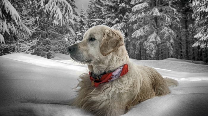 animals, winter, snow, dog