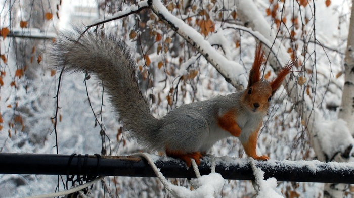 animals, winter, twigs, squirrel