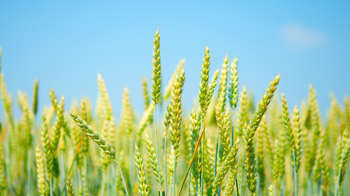 sky, field, macro