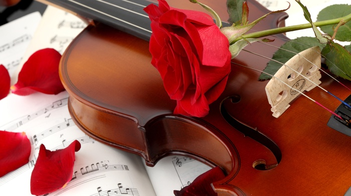 petals, stunner, rose, flower, violin