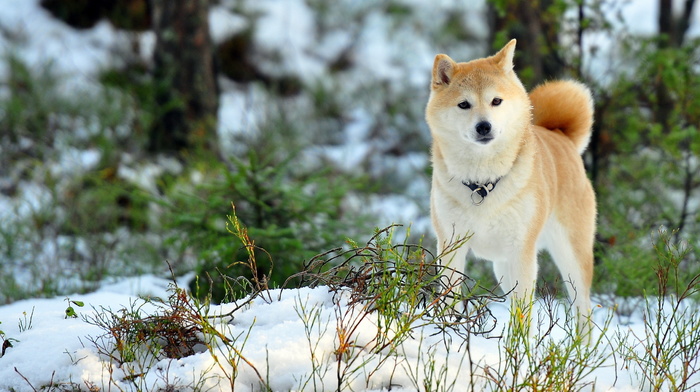 field, animals, winter, dog