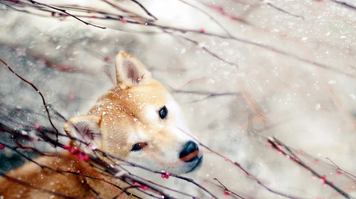 sight, animals, nature, dog