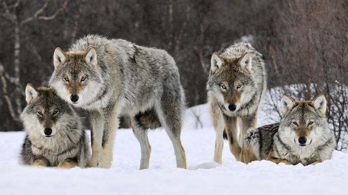 wolf, animals, winter