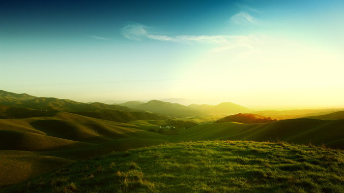 nature, grass