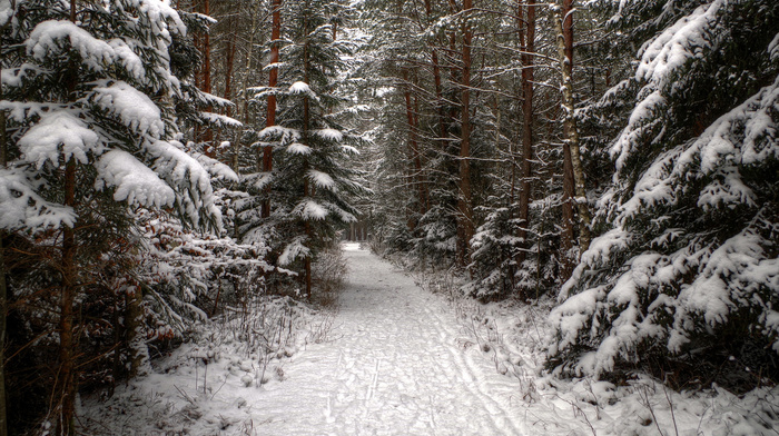 runway, snow, winter, forest