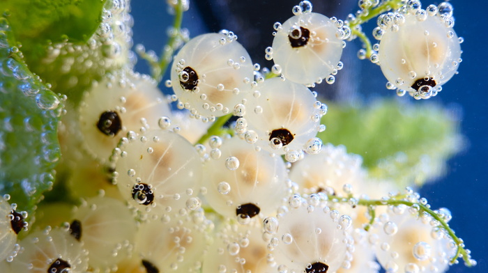water, macro