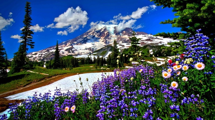 road, nature, mountain, flowers