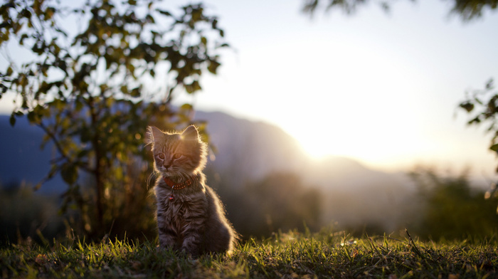 animals, Sun, rays