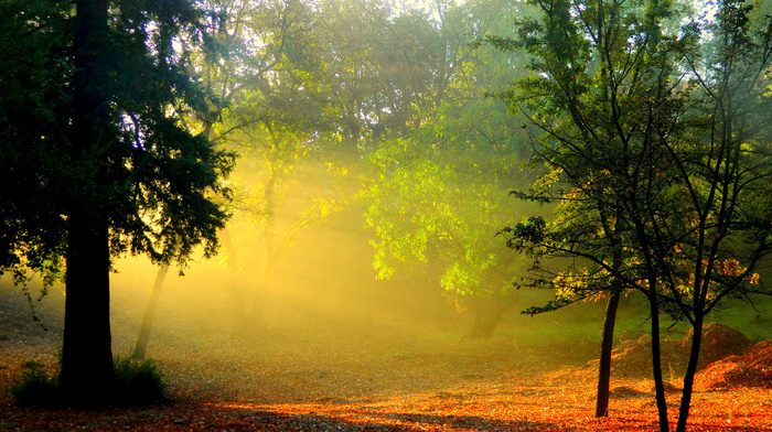 rays, beauty, stunner, dawn, forest