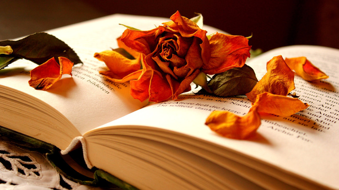 petals, stunner, book, rose, flower