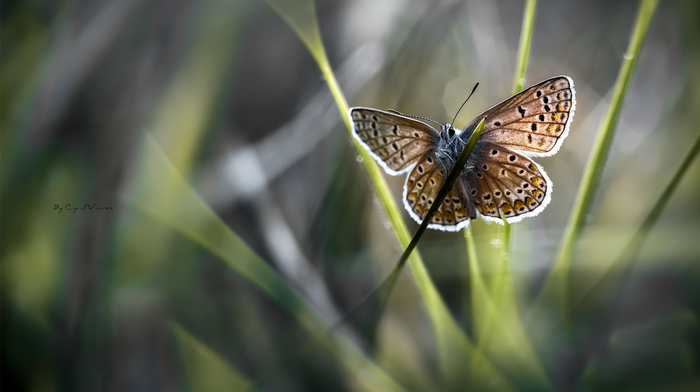 butterfly, grass, macro, motion blur, wings
