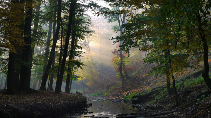 rays, creek, forest, nature