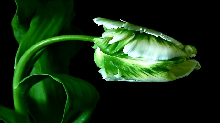 flowers, green, black, background, leaves