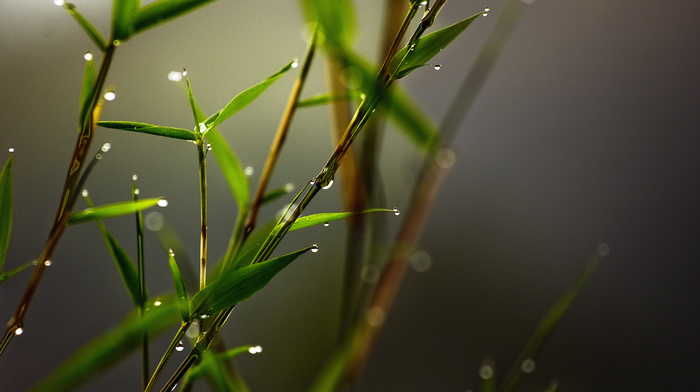 drops, macro