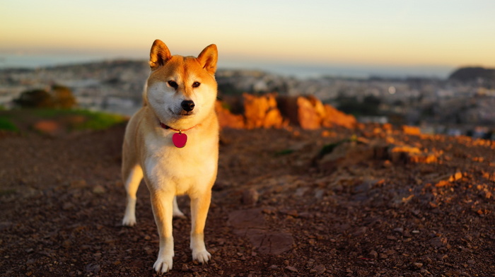 sunset, animals, background, dog