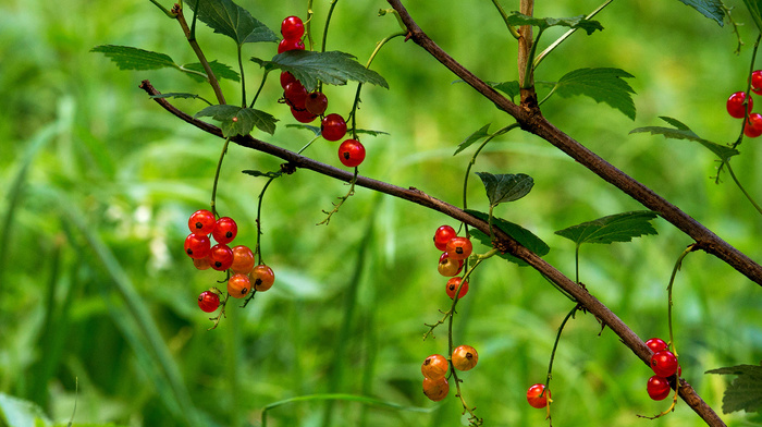 summer, macro